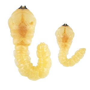 Melobasis splendida, PL5819A, PL5819B, larva, from Beyeria lechenaultii (PJL 3632) stem base, immature larvae, EP